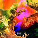 Samer Soltan – Damar (Fec’s Cursed Re-vision) – Renaissance Records